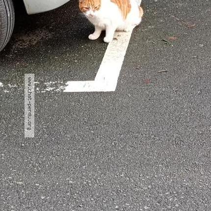 Foto 1/1 Gato encontrado Encontrado en Saint malo
