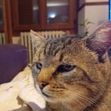 Foto del gato perdido en Chailly En Brie