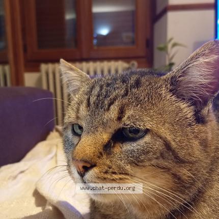 Foto 1/1 Pito Chat perdido en Chailly en brie