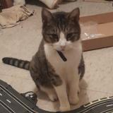 Foto del gato perdido en Mount Hawthorn