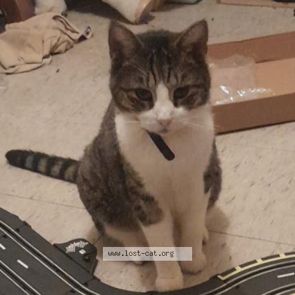 Foto 1/1 Misfit Chat perdido en Mount hawthorn