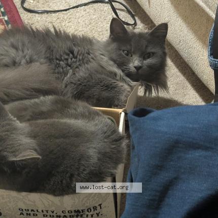 Foto 1/1 Isabel Chat perdido en Fort worth