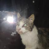 Foto de gato encontrado en Metz