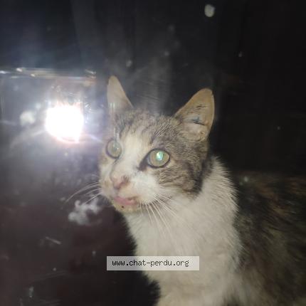 Foto 1/1 Gato encontrado Encontrado en Metz