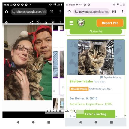 Foto 1/1 Afeana Chat perdido en Des moines