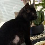 Foto del gato perdido en Prevessin Moens