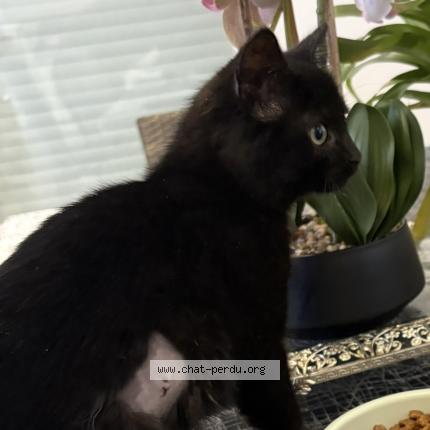 Foto 1/1 Lady Chat perdido en Prevessin moens