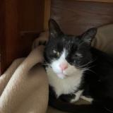 Foto de gato encontrado en Verson