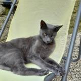 Foto del gato perdido en Caudry