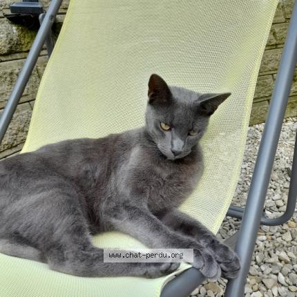 Foto 1/1 Garcia Chat perdido en Caudry