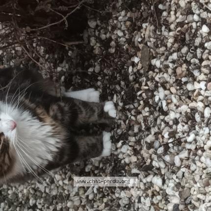 Foto 1/1 Gato encontrado Encontrado en Dampremy