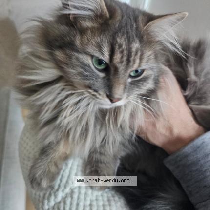 Foto 1/1 Yumi Chat perdido en Saint doulchard