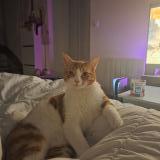 Foto del gato perdido en L Herbergement