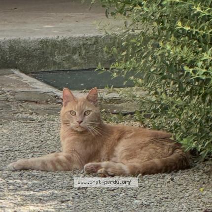 Foto 1/1 Tigrou Chat perdido en Versailles