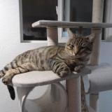 Foto del gato perdido en Everett