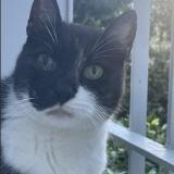 Foto del gato perdido en Montpellier