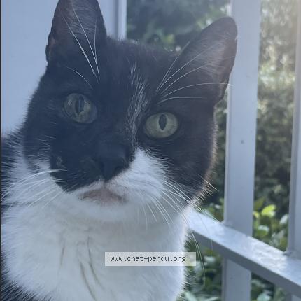 Foto 1/1 Barry Charlie Chat perdido en Montpellier