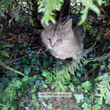 Foto 1/1 GRISOU Chat perdido en Aubry le panthou