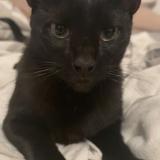 Foto del gato perdido en Macon