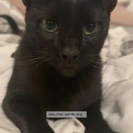 Foto 1/1 Blacky Chat perdido en Macon
