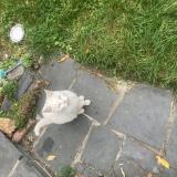 Foto del gato perdido en Lambersart