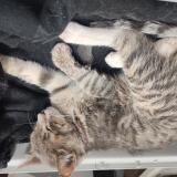 Foto del gato perdido en San Fernando