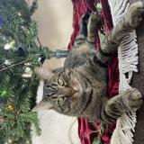 Foto del gato perdido en Bellwview