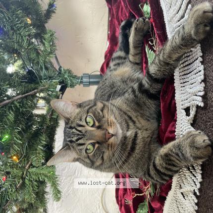 Foto 1/1 Stone Chat perdido en Bellwview