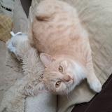 Foto del gato perdido en Prigonrieux