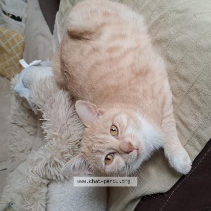 Foto 1/1 Zyggy Chat perdido en Prigonrieux