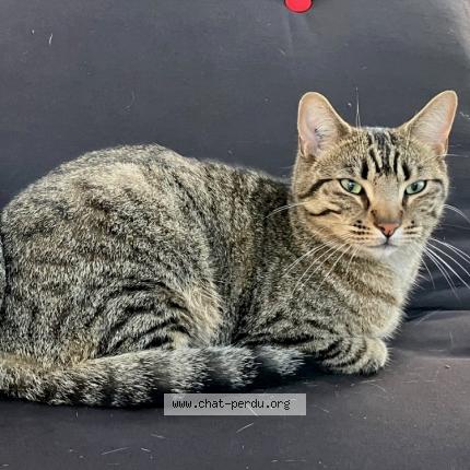 Foto 1/1 Mout Chat perdido en Saint loubes