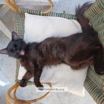 Foto 1/2 Biniou Chat perdido en La ferte alais