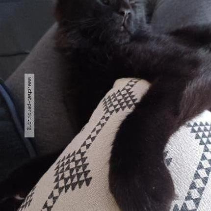 Foto 2/2 Biniou Chat perdido en La ferte alais