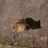 Foto de gato encontrado en Les Ulis