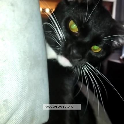 Foto 1/1 Bonky Doodle Chat perdido en San antonio