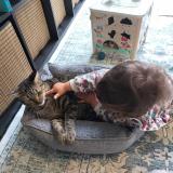 Foto del gato perdido en Champigny Sur Marne