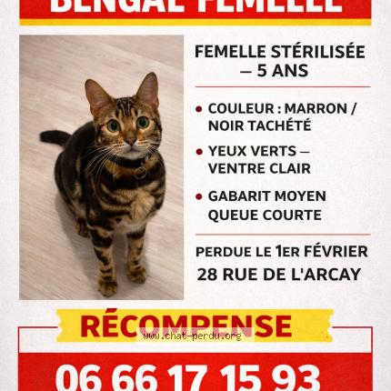 Foto 1/1 Tika Chat perdido en Saint avertin