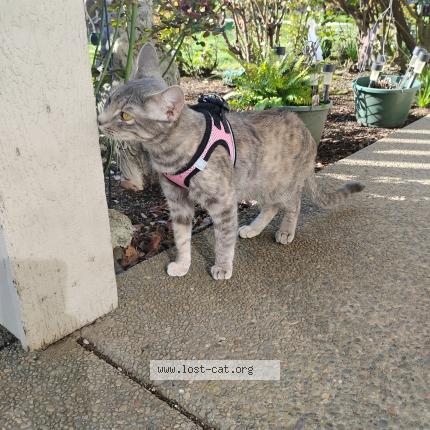 Foto 1/1 My-tyi Chat perdido en Aurora