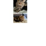 Foto del gato perdido en La Rochelle