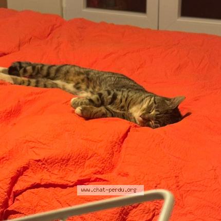 Foto 1/1 Gato encontrado Encontrado en 75018