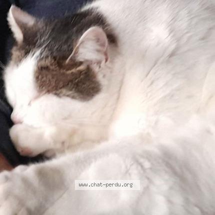 Foto 1/1 maou Chat perdido en Saint andre le gaz