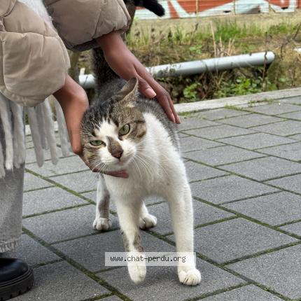 Foto 1/2 Gato encontrado Encontrado en Bondy