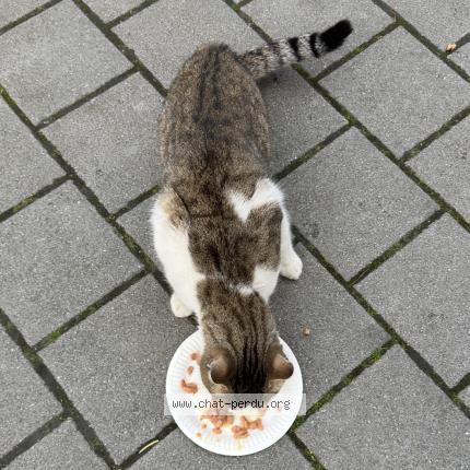 Foto 2/2 Gato encontrado Encontrado en Bondy