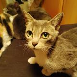 Foto del gato perdido en Ernee