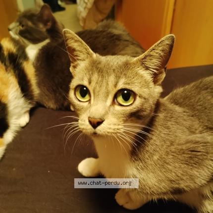 Foto 1/1 Minette Chat perdido en Ernee