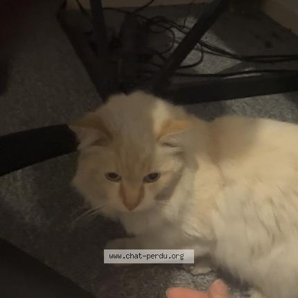 Foto 1/1 Gato encontrado Encontrado en Nice