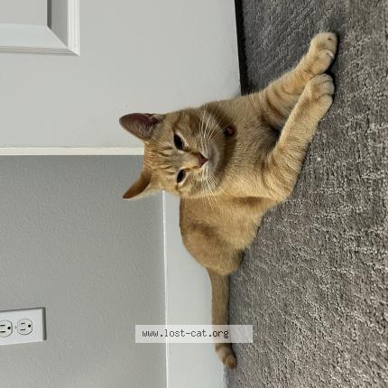 Foto 1/1 Gato encontrado Encontrado en Dallas