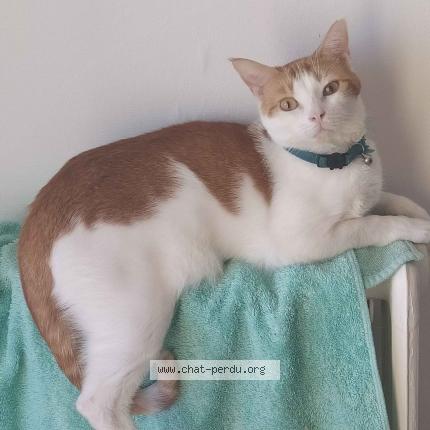 Foto 1/1 Willow Chat perdido en Luce