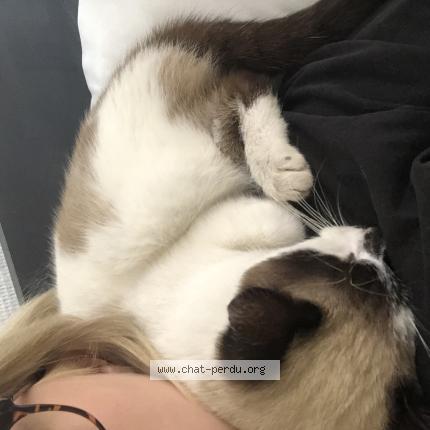 Foto 1/1 Gato encontrado Encontrado en Tarbes