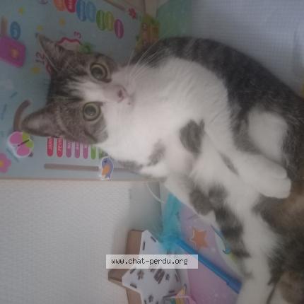 Foto 1/1 Iggy Chat perdido en La chapelle sur erdre